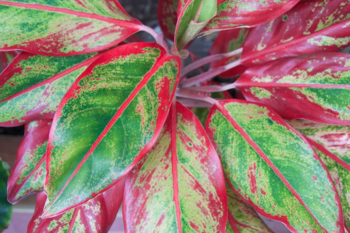 the Chinese evergreen is the ideal indoor plant for low light