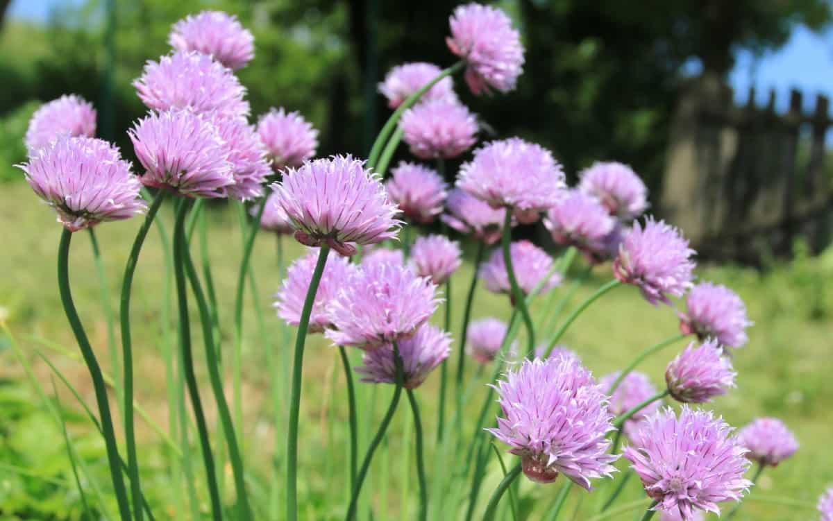 chives have edible flowers