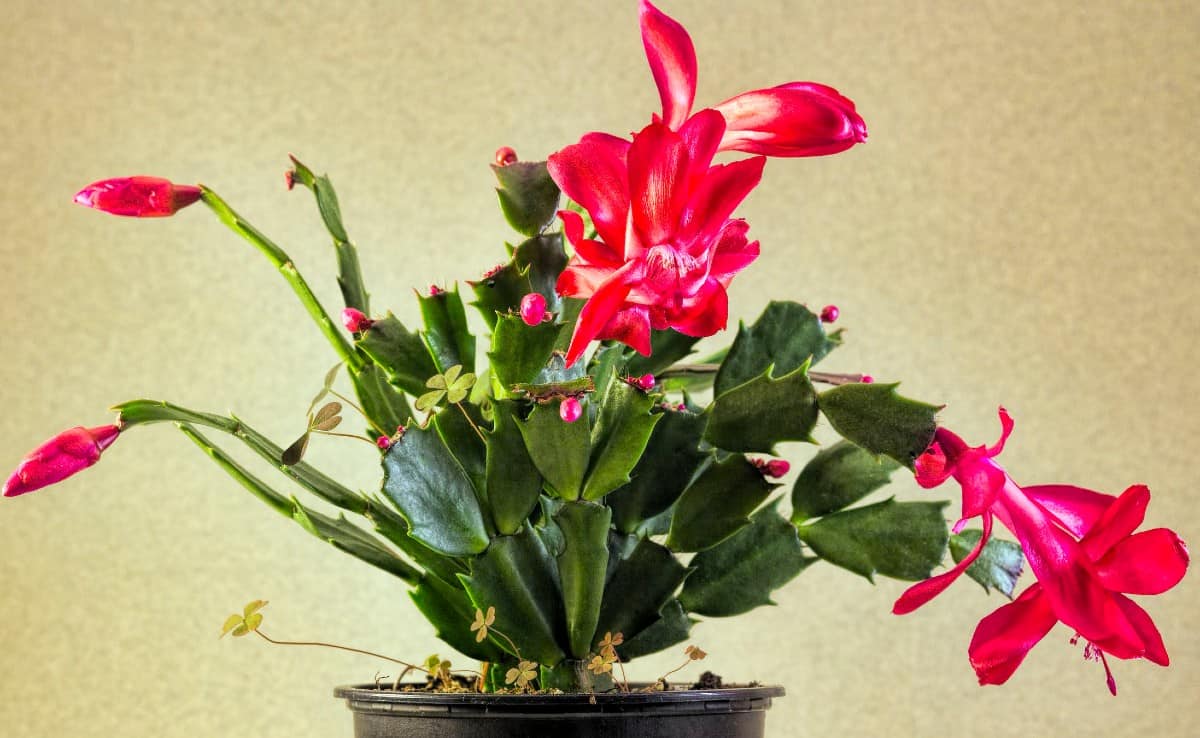 the Christmas cactus loves to be neglected and likes a humid environment