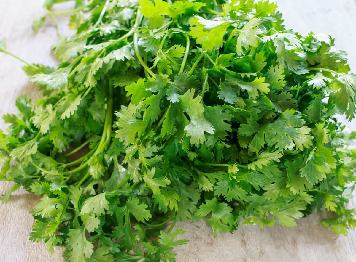 both the seeds and leaves of cilantro can be eaten