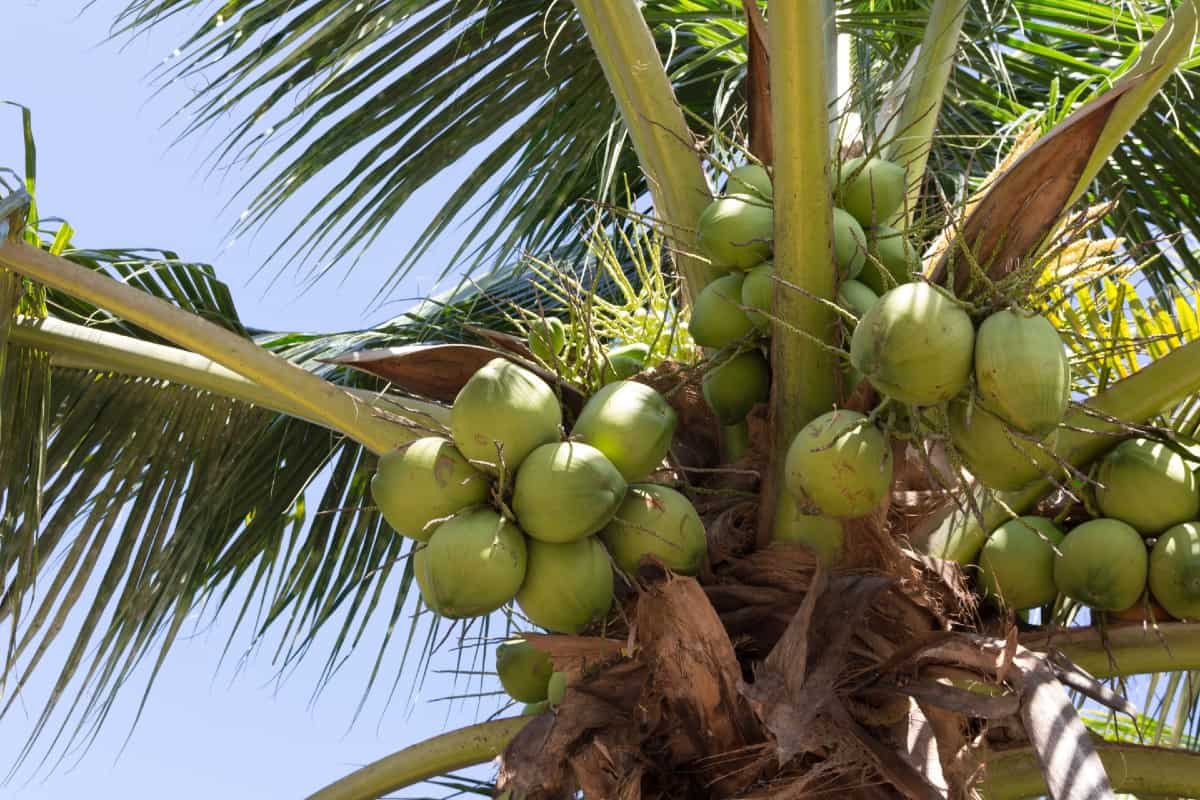 a coconut tree can grow up to 90 feet tall