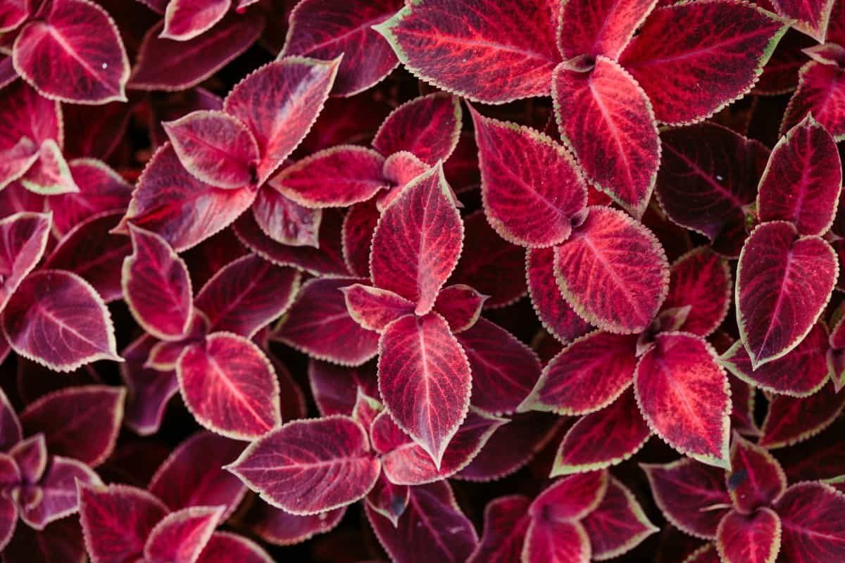 coleus has very attractive foliage