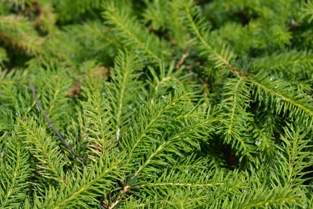 the columnar Norway spruce is a low-maintenance shrub
