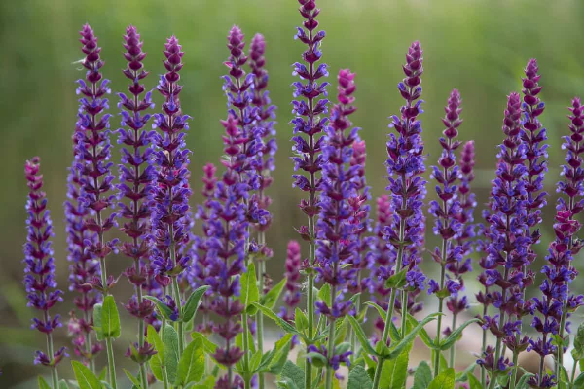 common sage is an edible flowering plant