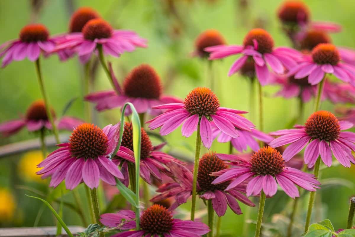 coneflowers attract all kinds of pollinators