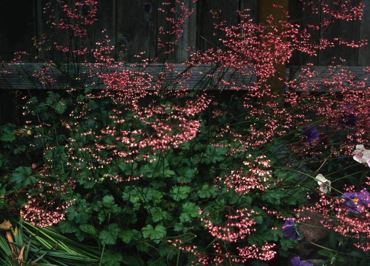 coral bells has gorgeous flowers and leaves to brighten shady areas