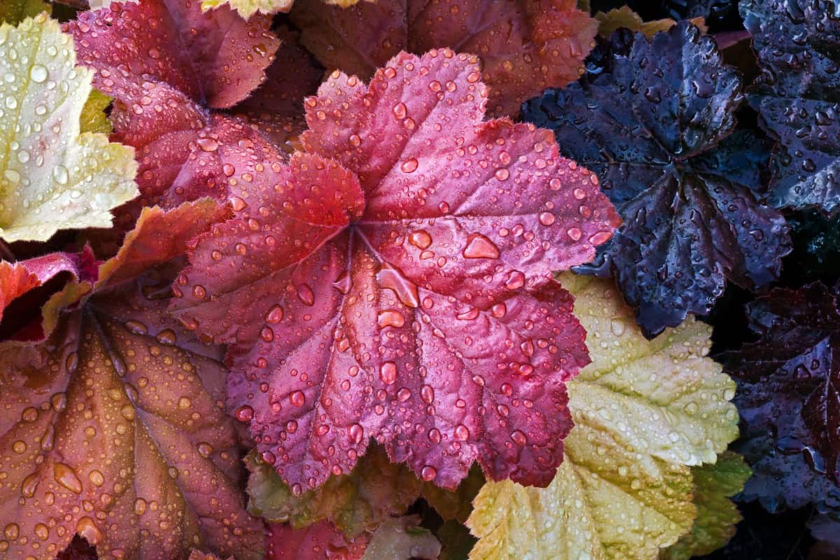 coral bells is better known for its showy foliage than its tiny flowers