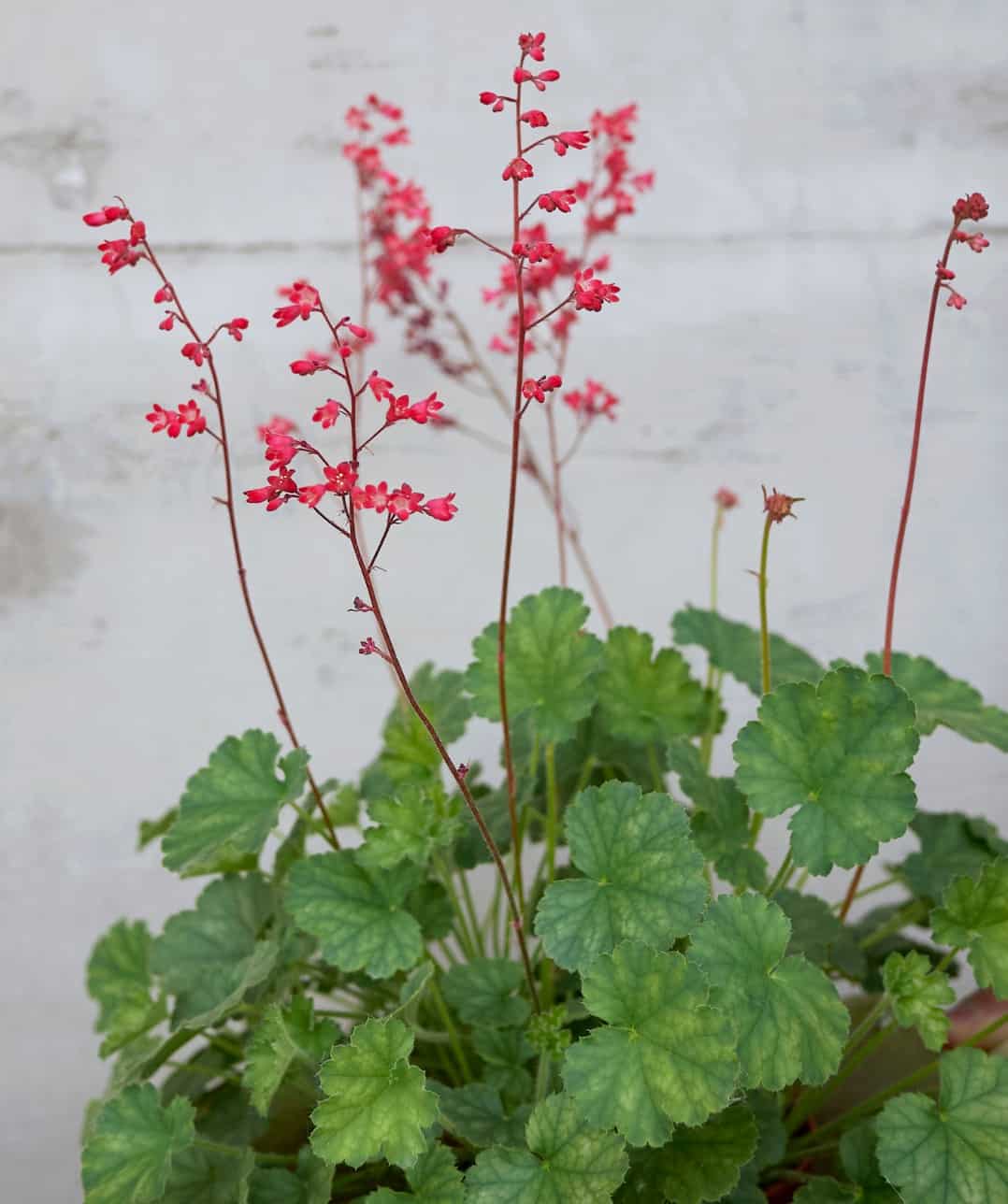 coral bells is known for its beautiful foliage