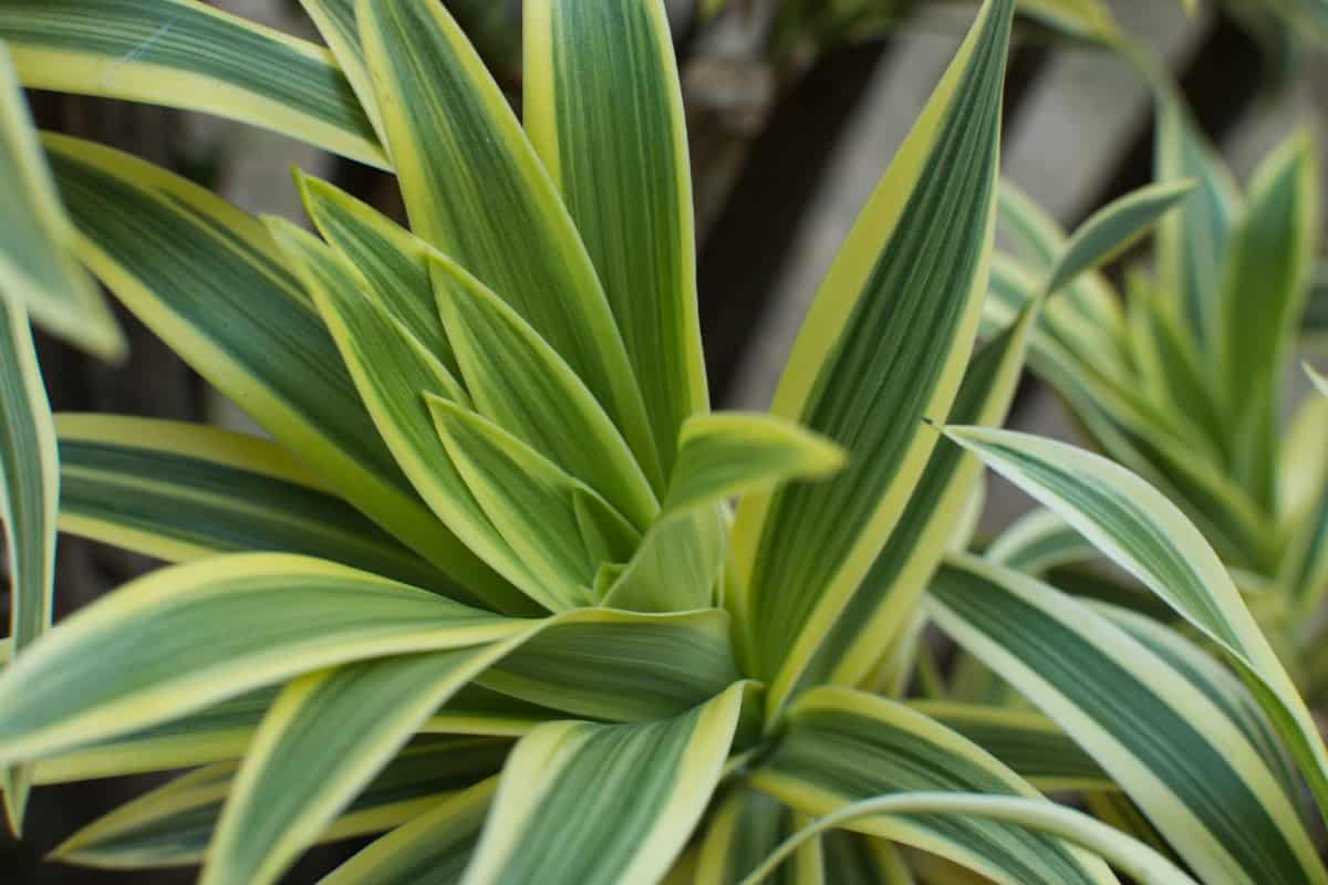 add a corn plant to the bedroom for a calming effect