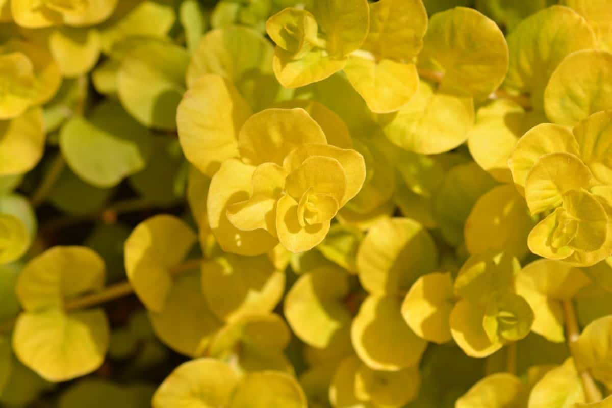 creeping Jenny is well-known for trailing over containers or window boxes