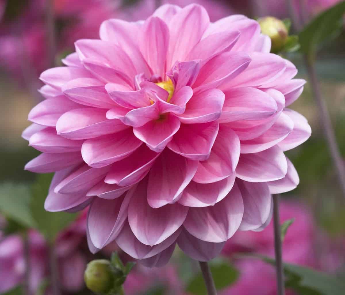 dahlias are a statement flower in the outdoor garden