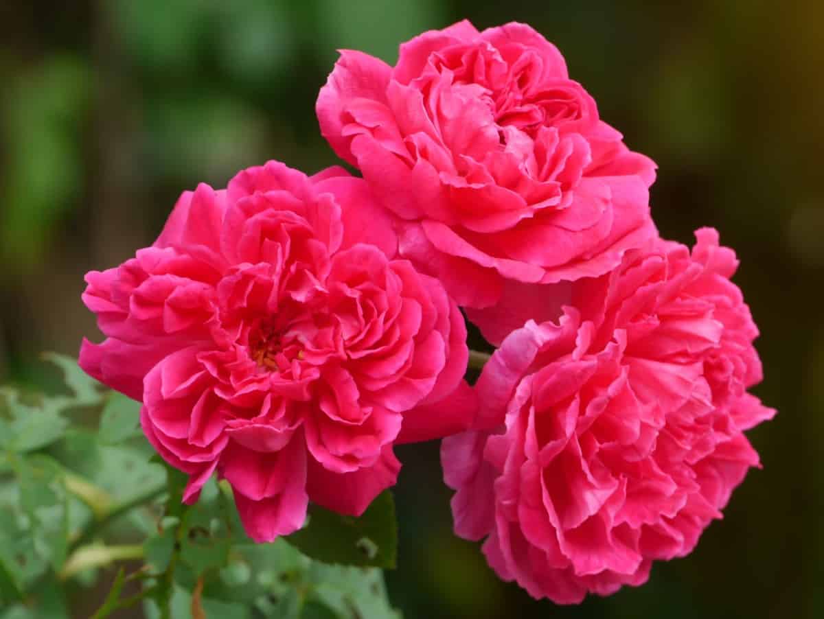 the Damask rose is an easy-growing rose bush
