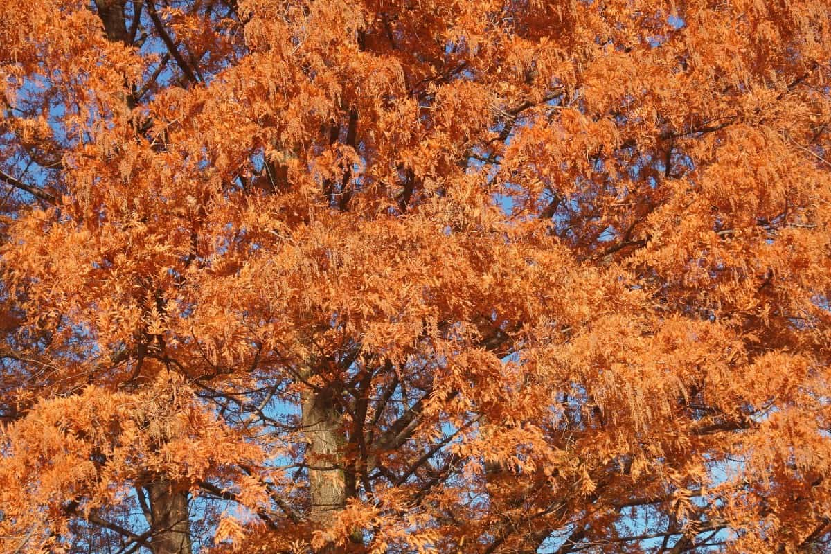 Dawn redwood is one of the oldest tree species