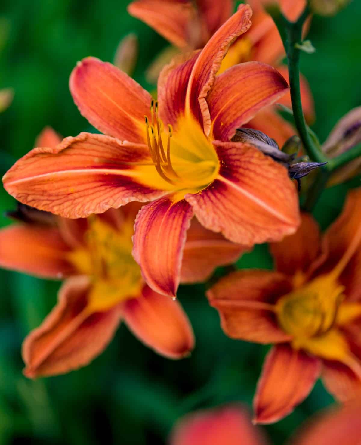 daylilies are easily grown and are low-maintenance
