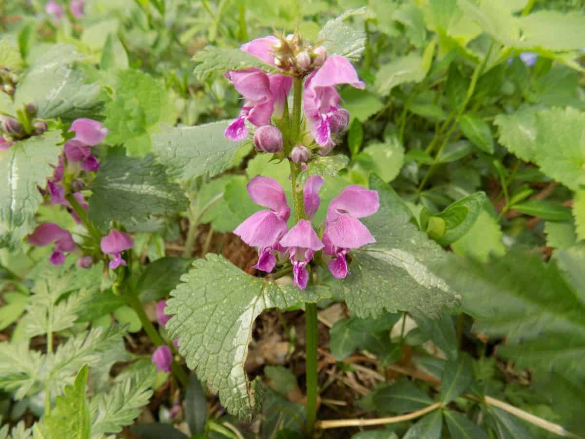 dead nettle is a fast growing perennial