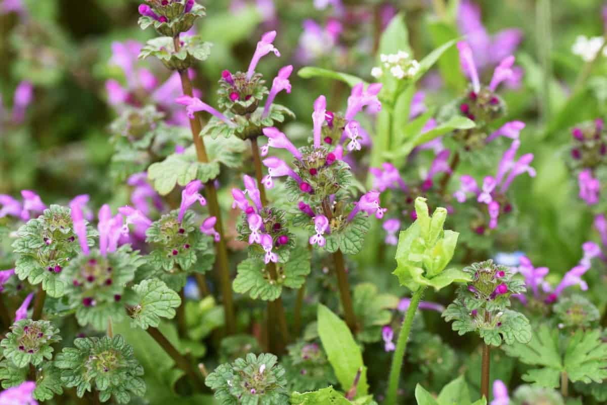 deadnettle is the perfect ground cover for shady areas