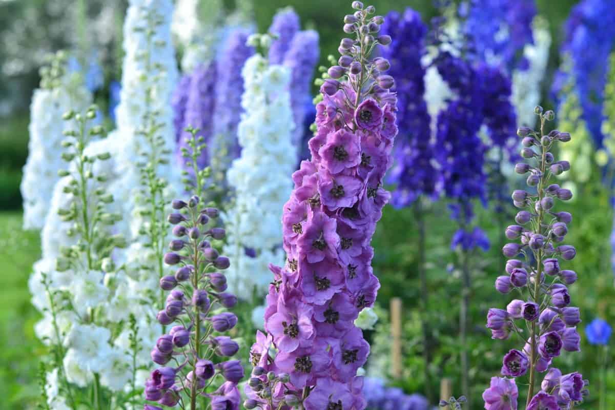 delphinium is a deer-resistant flower that grows quite tall
