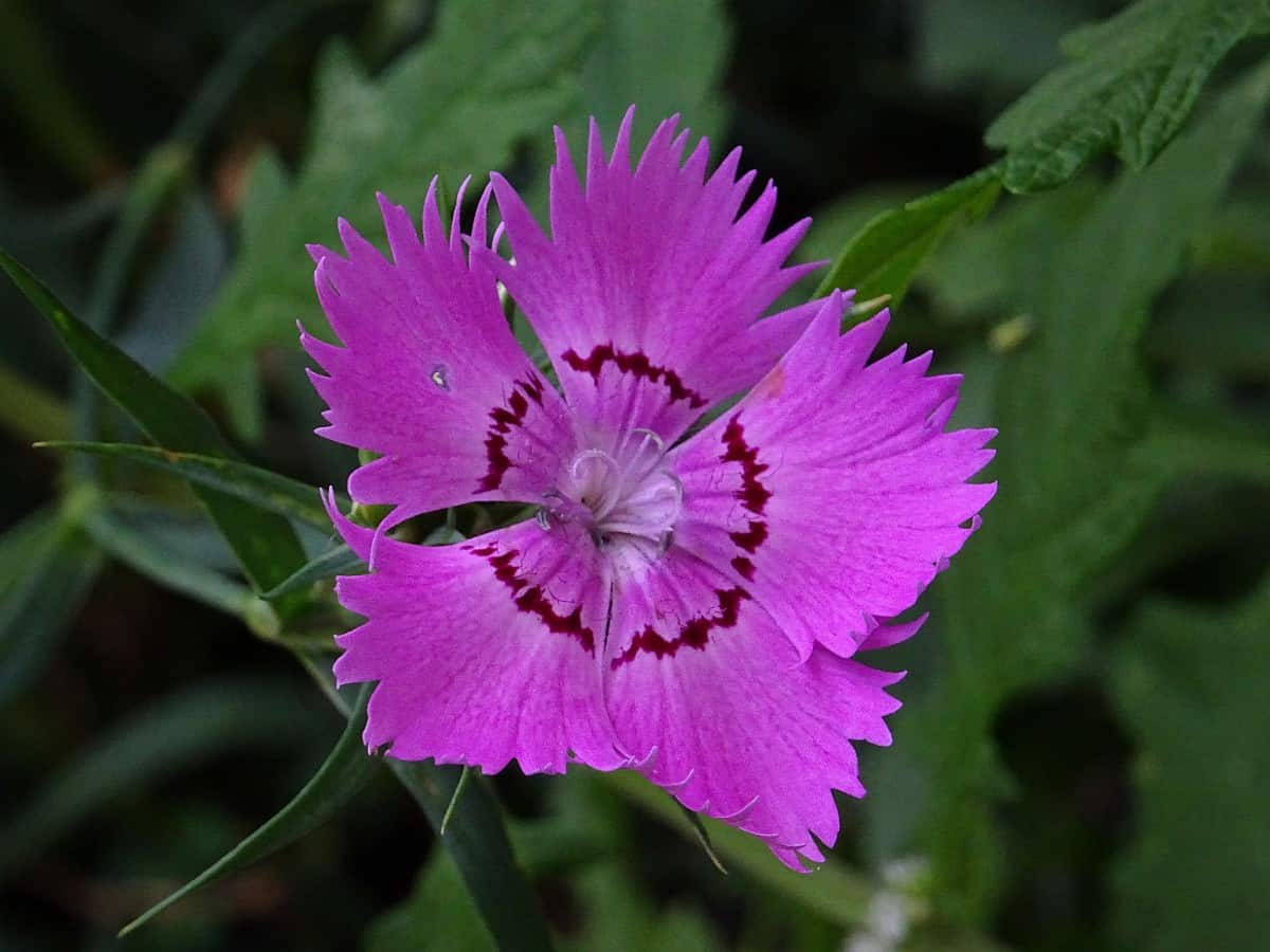 dianthus grows easily from seeds and smells like cloves