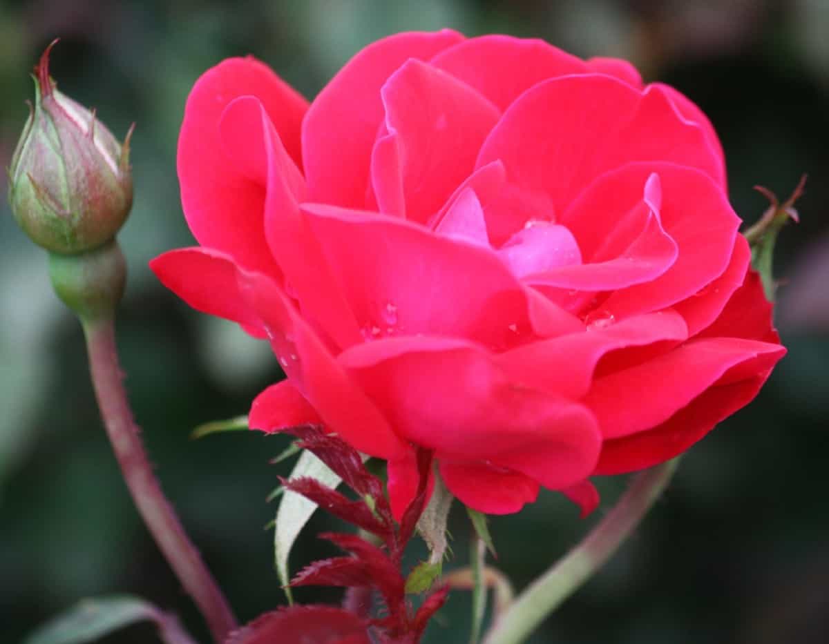 the double knock out rose blooms continuously during the growing season