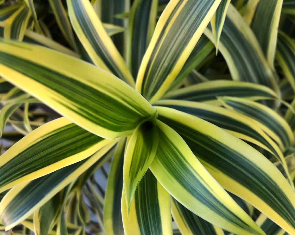 dracaena is a popular, low-maintenance houseplant