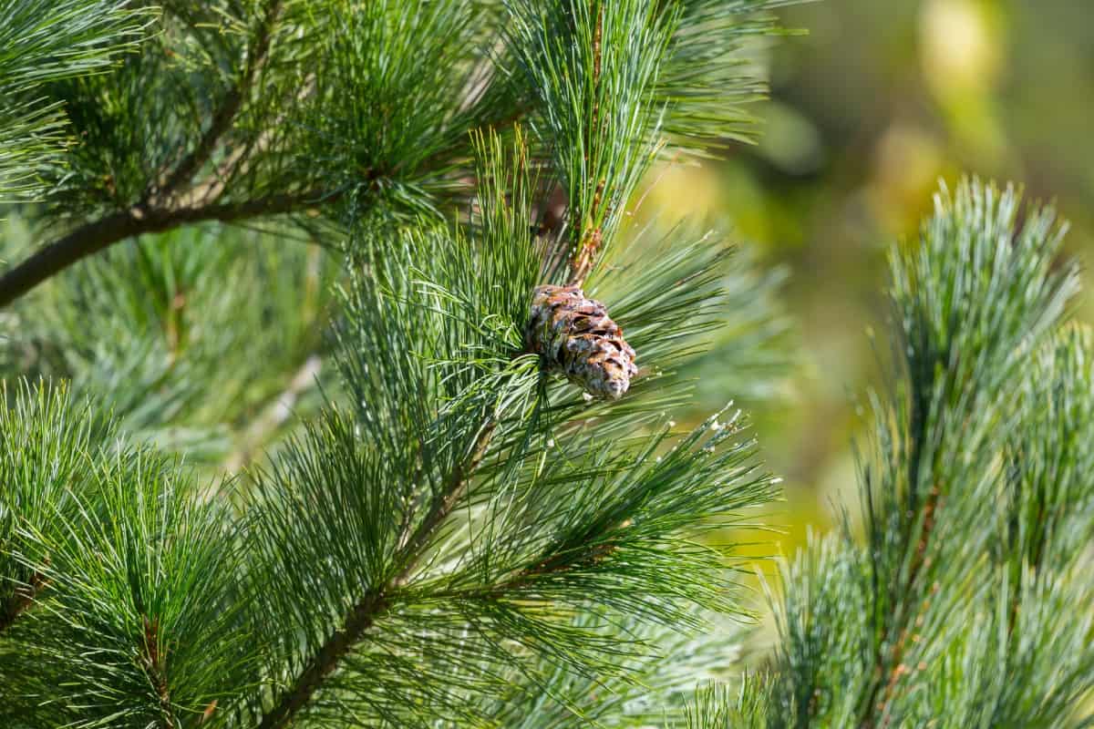 Eastern white pine is a popular fast-growing tree