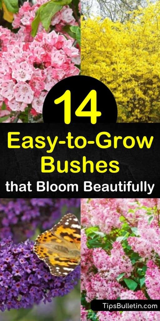 Fill your garden with blooming shrubs from late spring through late summer. Enjoy white flowers of hydrangea and spirea or vibrant, pink blooms of the evergreen shrub, azalea, and watch as pollinators flock to your yard. #easytogrowbushes #easygrowingbushes #bushes