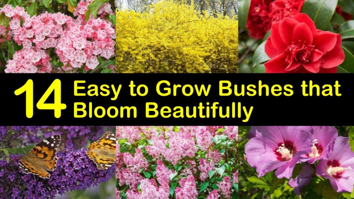 14 Easy to Grow Bushes that Bloom Beautifully
