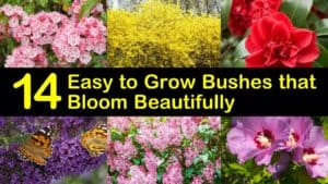 Easy to Grow Bushes titleimg1