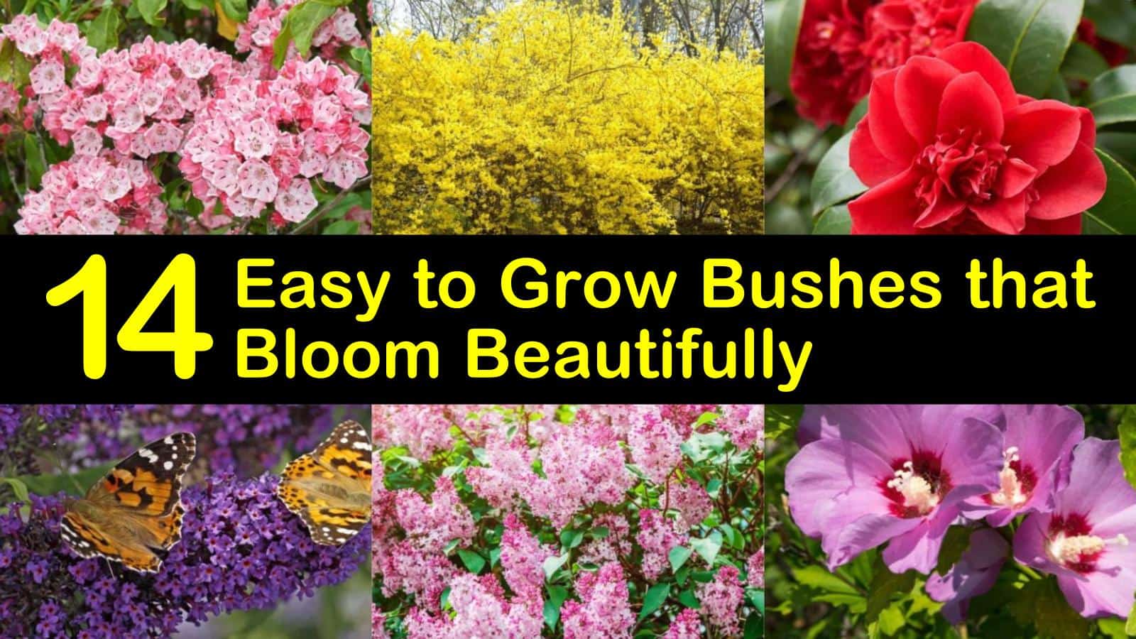Growing Bushes for Beauty and Purpose