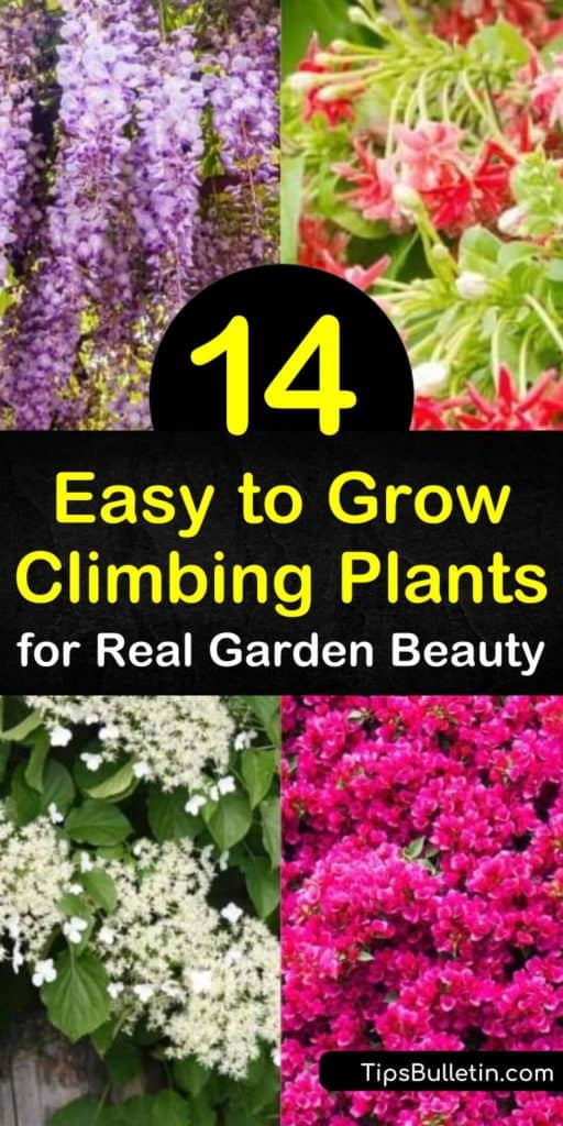 Fill your yard with easy growing climbing plants such as morning glory, virginia creeper, or honeysuckle for summer flowers. Plant climbing roses or a trumpet vine in full sun along a trellis to create a living structure of beauty. #easytogrowclimbingplants #vines #climbingplants