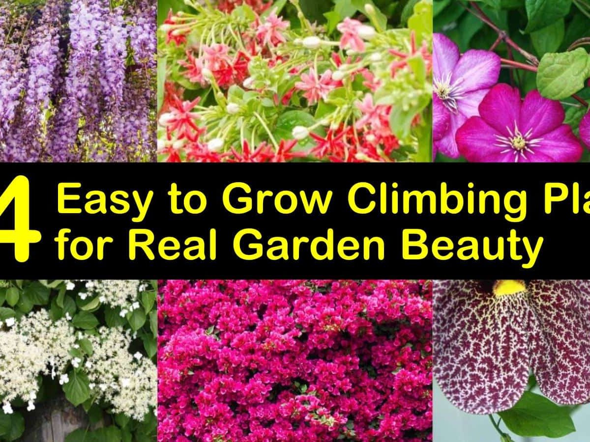 20 Easy to Grow Climbing Plants for Real Garden Beauty