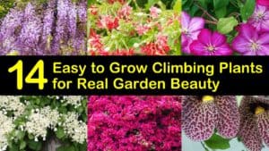 Easy to Grow Climbing Plants titleimg1