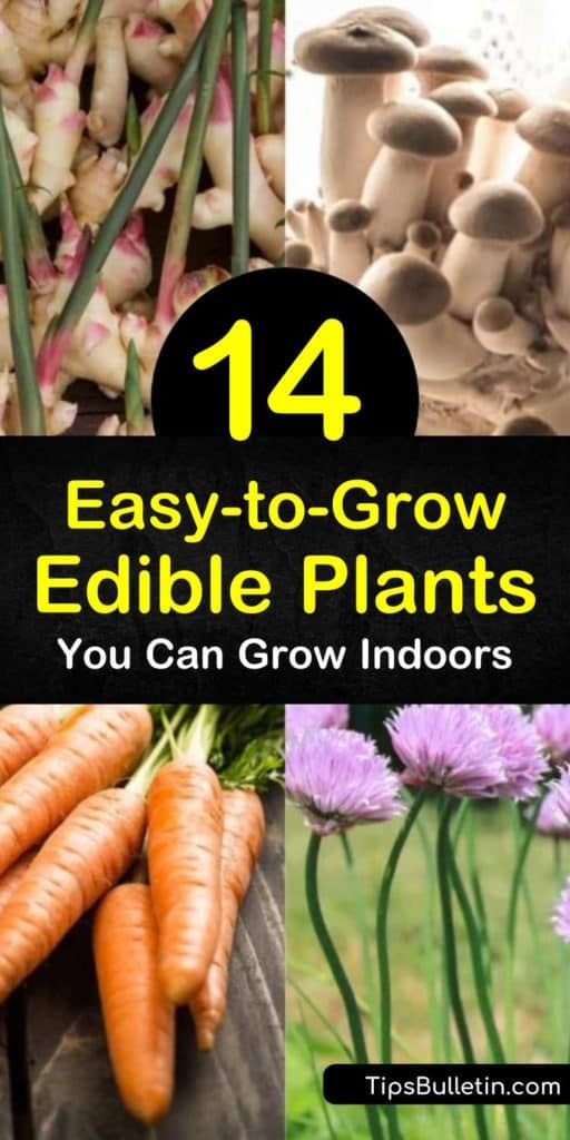 Learning how to grow your own veggies means fewer trips to the grocery store. Let us show you how to plant your own indoor vegetable garden, including zucchini, salad greens, chives, and more. Plants require full sun? Use a south-facing windowsill. #indoorveggies #indoorgarden #bestedibleplants