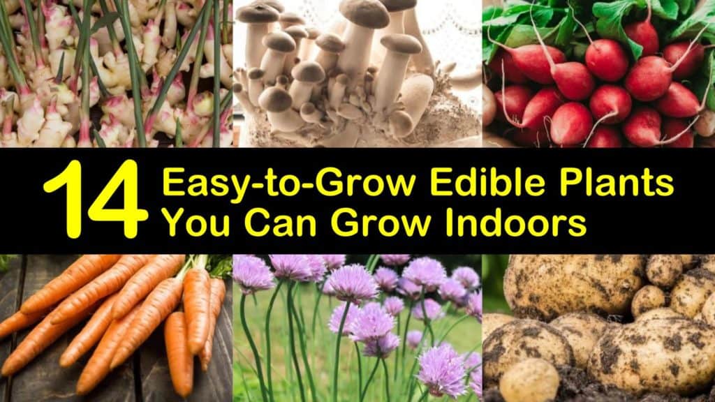 Easy to Grow Edible Plants titleimg1