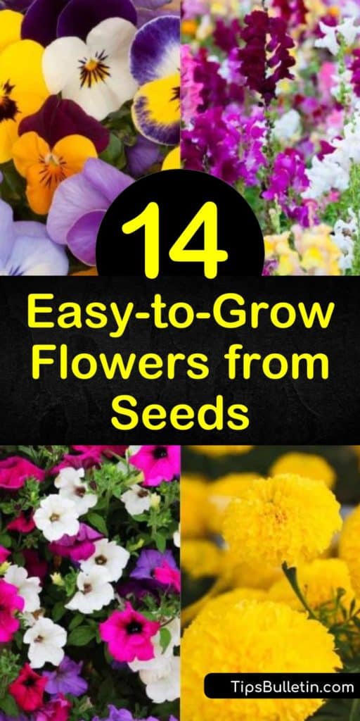 Come learn which are the best flower seeds to plant in full sun for cut flowers, containers, or flower beds. Let us show you what seed packets to choose for blooms in the early spring to late summer, and every other growing season. #growfromseeds #growflowersfromseeds #flowers