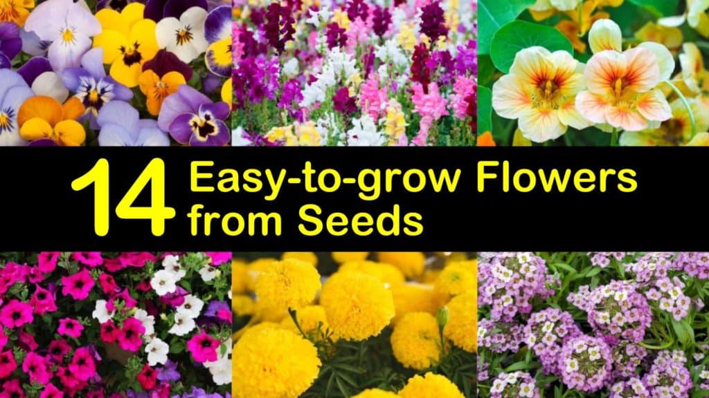 Easy to Grow Flowers from Seeds titleimg1