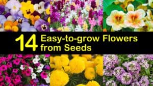 Easy to Grow Flowers from Seeds titleimg1