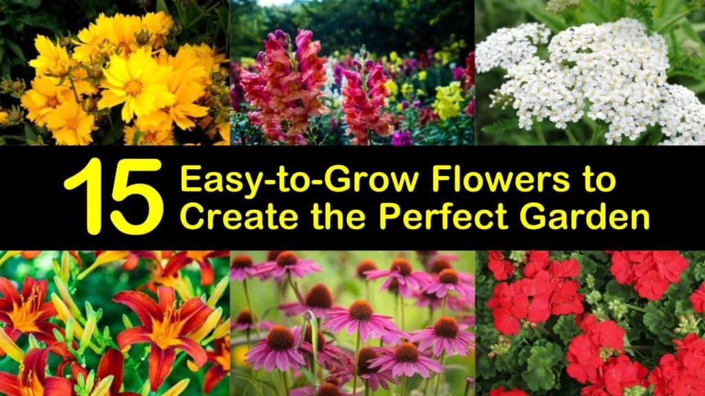 Easy to Grow Flowers titleimg1