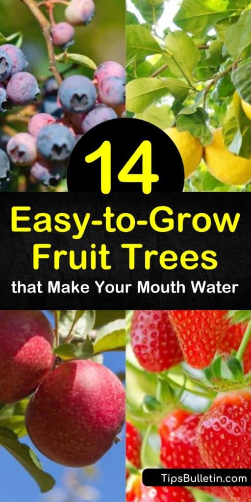 Find easy to grow fruit trees for any size backyard. Grow fruit trees like apricots, lemons, and pear trees with low-maintenance requirements and easily accessible branches. Learn which plants need fertilizer, which prefer warmer climates, and which are self-pollinators. #easy #grow #fruit #trees