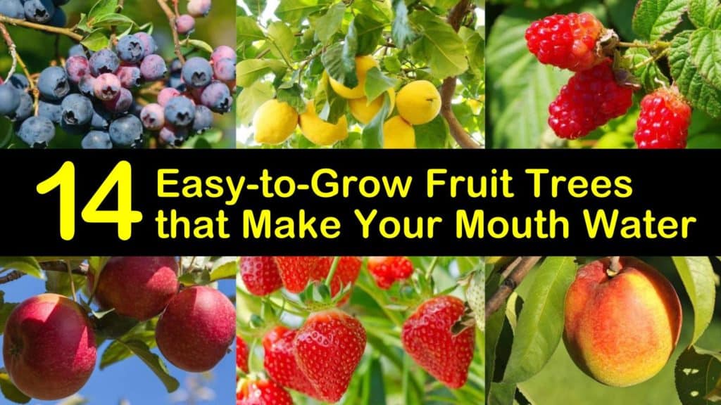 Easy to Grow Fruit Trees titleimg1