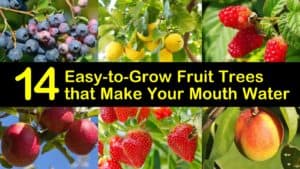 Easy to Grow Fruit Trees titleimg1