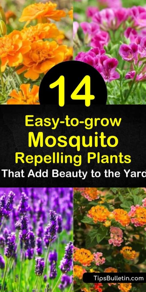 Discover how to use plants as a mosquito repellent in the yard. If you prefer not using commercial insect repellents, keep mosquitoes away with mosquito-repelling plants such as rosemary, lemon balm, marigolds, and geraniums. #mosquitorepellingplants #plants #repel #mosquitoes