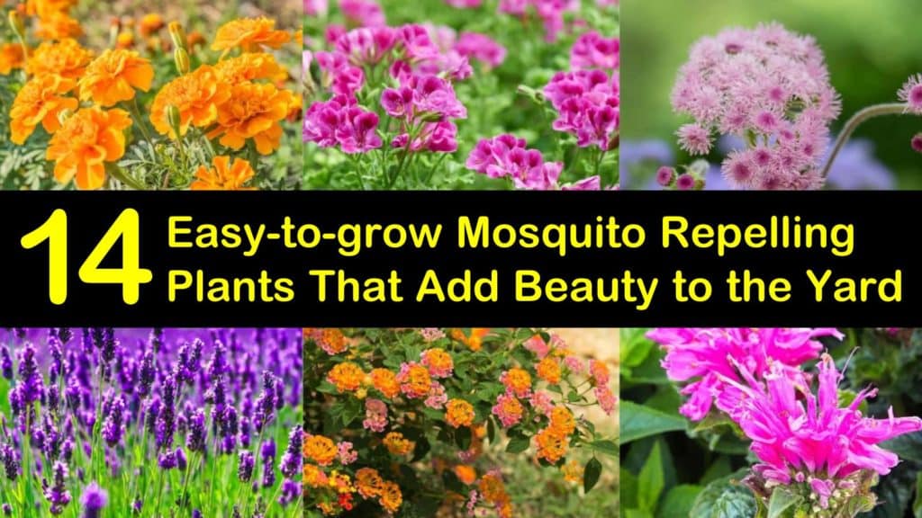 Easy to Grow Mosquito Repelling Plants titleimg1