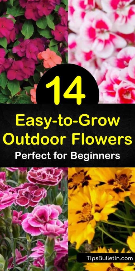 Take a look at these easy to grow outdoor flowers that are perfect for beginning gardeners. Learn which plants attract hummingbirds and which are drought-tolerant. Discover how to grow stunning flowers like daylilies or coneflower. #easy #grow #outdoor #flowers