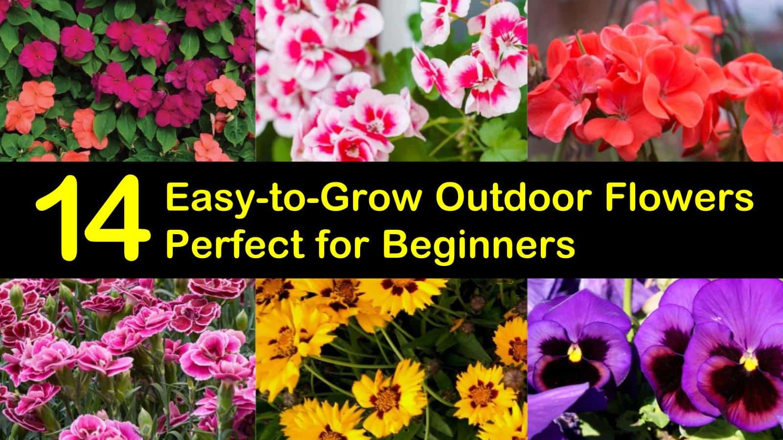 14 EasytoGrow Outdoor Flowers Perfect for Beginners