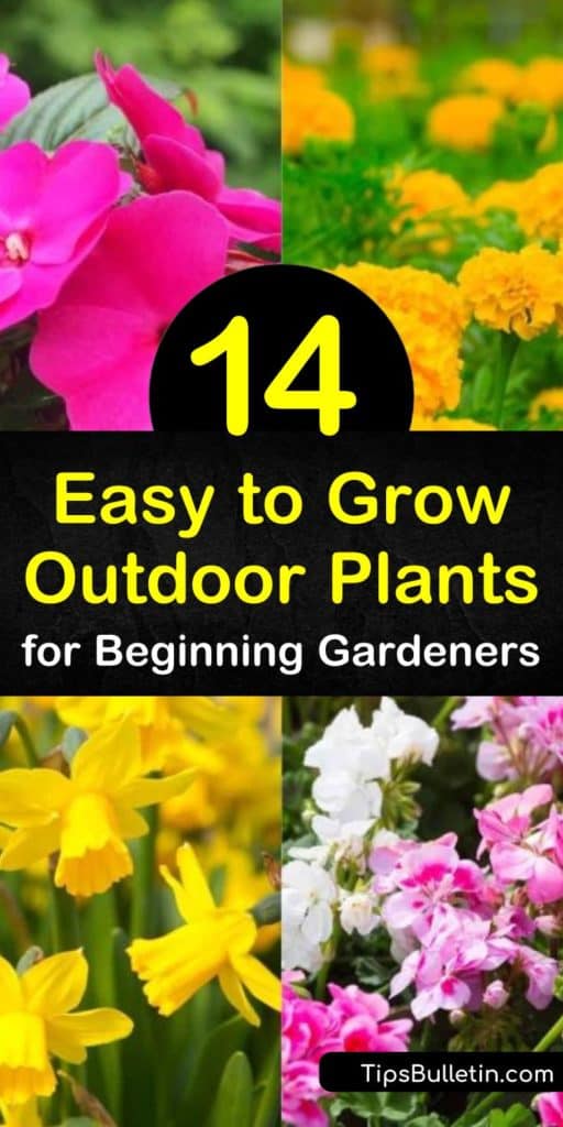 Discover how to create a garden by planting drought-tolerant, deer-resistant plants such as marigolds and hostas. Attract hummingbirds with blooming flowers from spring until late summer and accentuate them with ground cover such as sedum. #easytogrowplants #easycareplants #easy #grow #plants