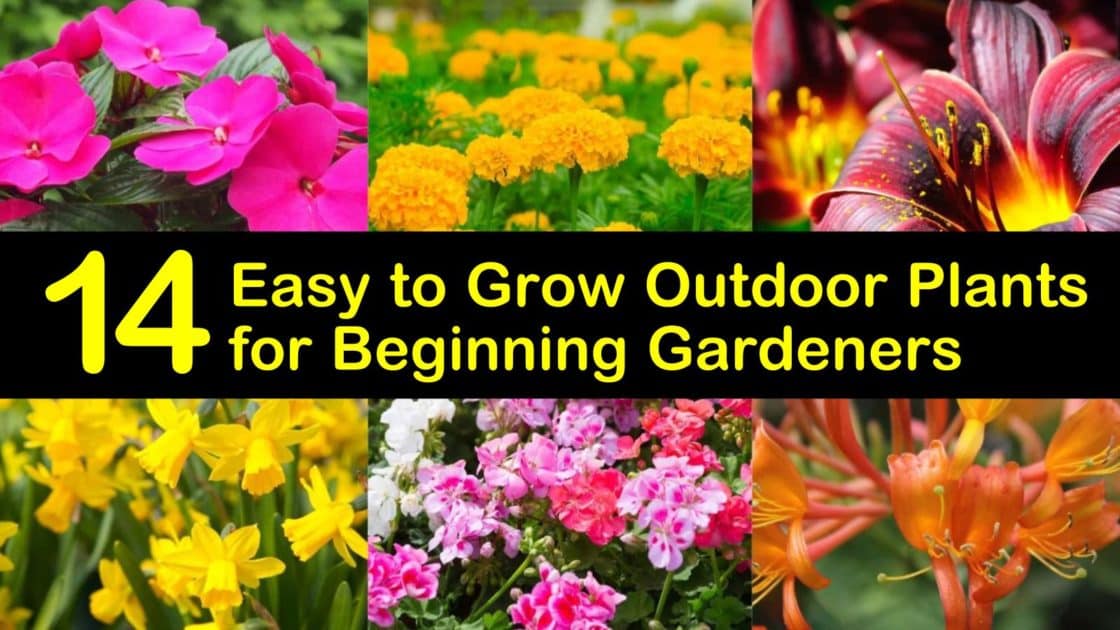 14 Easy to Grow Outdoor Plants for Beginning Gardeners