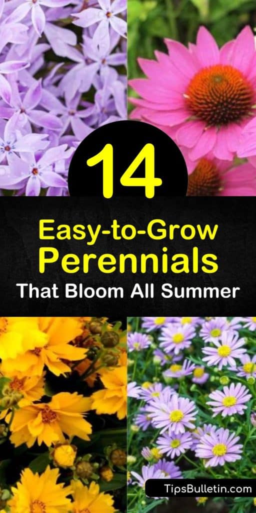 Discover how to enjoy perennial blooms throughout the summer by planting black-eyed Susan, coreopsis, echinacea, and groundcover such as sedum. Enjoy low maintenance bloomers from early summer to fall by providing a little TLC. #summerperennials #longbloomperennials #easytogrowperennials