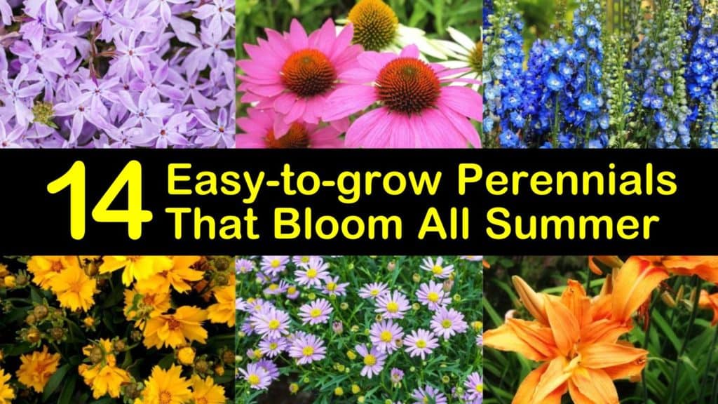 Easy to Grow Perennials that Bloom All Summer titleimg1