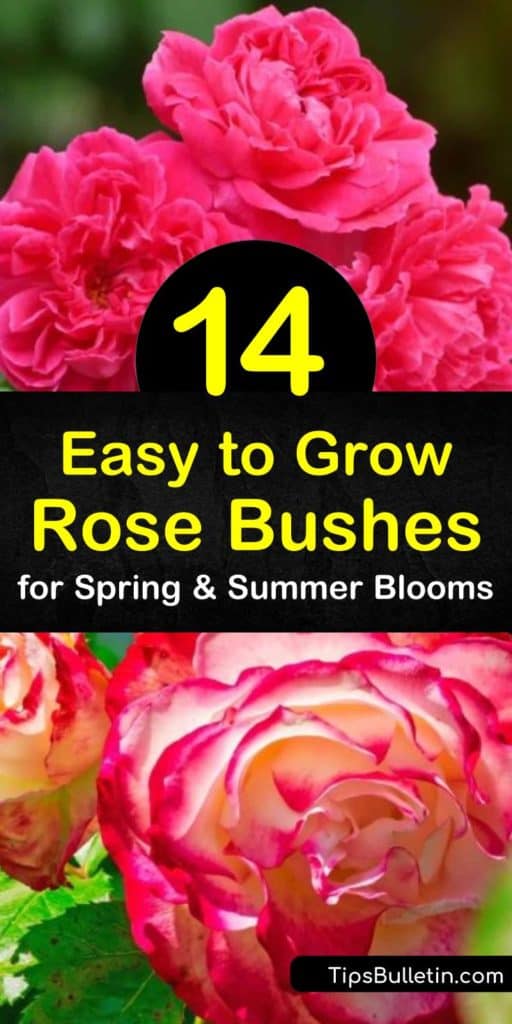 Discover how easy it is to grow low-maintenance knock out roses and climbing roses for colorful blooms throughout the entire growing season. Enjoy the fragrant scent of a disease-resistant hybrid tea or floribunda rose from spring through fall. #easytogrowroses #growingroses #easygrowingroses